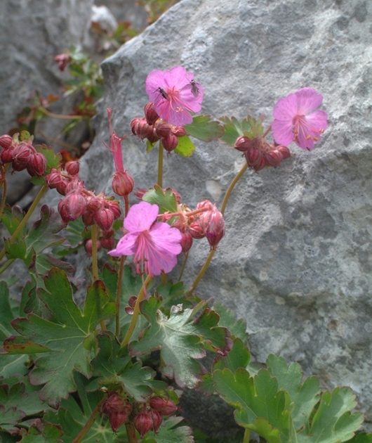 Geranium macrorrhizum / Geranio crestato